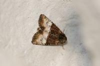 Mesoligia furuncula