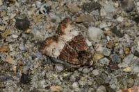 Mesoligia furuncula