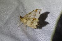 Macaria alternata