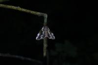 Thyatira batis