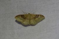Idaea degeneraria