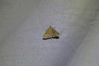 Herminia tarsicrinalis