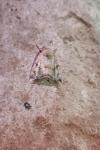 Cosmia trapezina