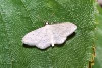 Idaea seriata
