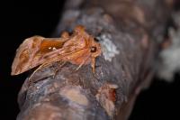 Autographa jota