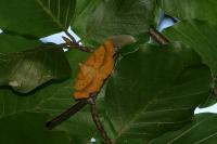 Ennomos quercinaria