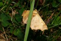 Ennomos quercinaria