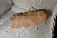 Noctua fimbriata