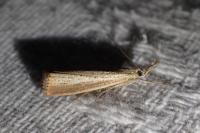Agriphila straminella