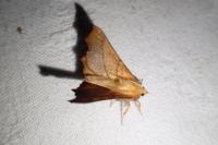 Ennomos fuscantaria