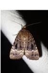 Amphipyra pyramidea
