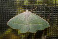 Campaea margaritaria