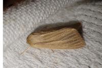 Mythimna impura