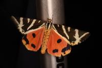 Euplagia quadripunctaria