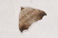 Laspeyria flexula