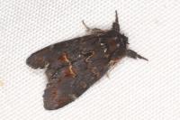 Notodonta dromedarius