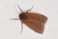 Phragmatobia fuliginosa