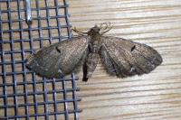 Eupithecia
