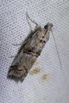 Pempelia palumbella