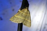 Perigune narbonea