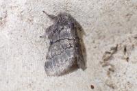 Gluphisia crenata