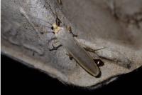 Eilema caniola
