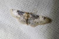 Idaea filicata