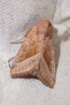Hydraecia micacea