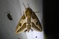 Hyles euphorbiae