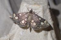 Anania coronata