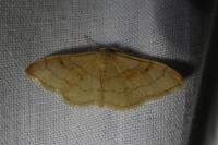 Idaea rubraria