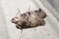 Euzophera pinguis