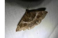Dysgonia algira