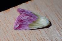 Eublemma purpurina