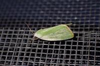 Earias clorana