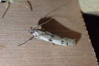 Phycitodes
