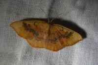 Cyclophora lennigiaria