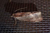 Galleria mellonella