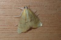 Anania crocealis