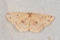 Cyclophora porata