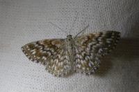 Scopula tessellaria