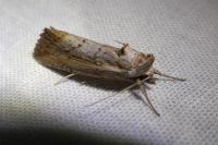 Epimecia ustula
