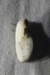 Cilix glaucata/hispanica