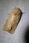 Noctua fimbriata/tirrenica