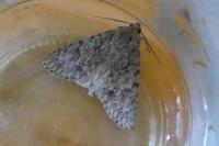Acronicta aceris