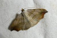 Laspeyria flexula