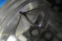 Palpita vitrealis