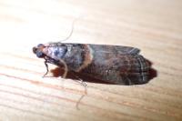 Acrobasis advenella