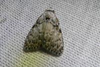 Meganola strigula