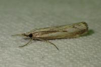 Agriphila inquinatella